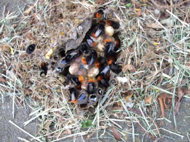 Bumblebee_nest.jpg